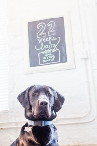 Simba and Week 22 Board